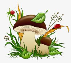 野生蘑菇香菇高清图片