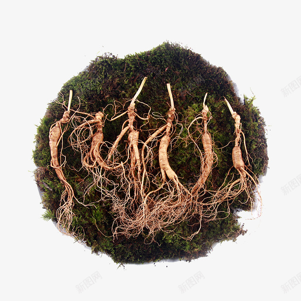 带土长白山野山参png免抠素材_88icon https://88icon.com 东北吉林特产 产品实物 人参鹿茸 带土长白山野山参 林下参 泡酒煲汤 鲜人参