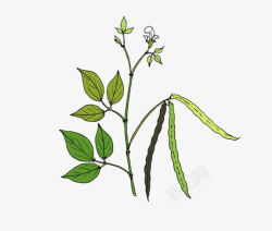 绿豆叶卡通绘画一个开花结果的绿豆植物高清图片