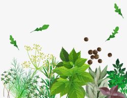 手绘多种香草素材