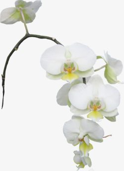 白色花朵栀子花装饰素材