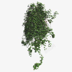 藤蔓垂吊绿色植物庭院一簇绿色藤蔓垂吊植物高清图片
