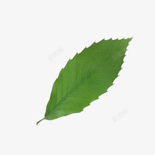 绿色叶子png免抠素材_88icon https://88icon.com 单独一片 叶子 带纹路的叶子 绿色