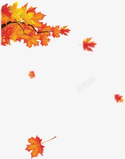 飘落的黄色枫叶树枝秋天素材