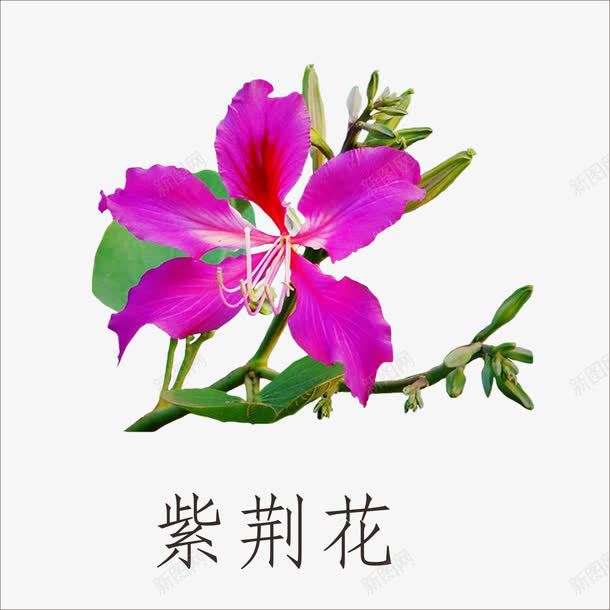 紫荆花png免抠素材_88icon https://88icon.com 宫粉紫荆 小植物 鲜花