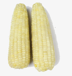 白玉米两根儿农家无公害玉米高清图片