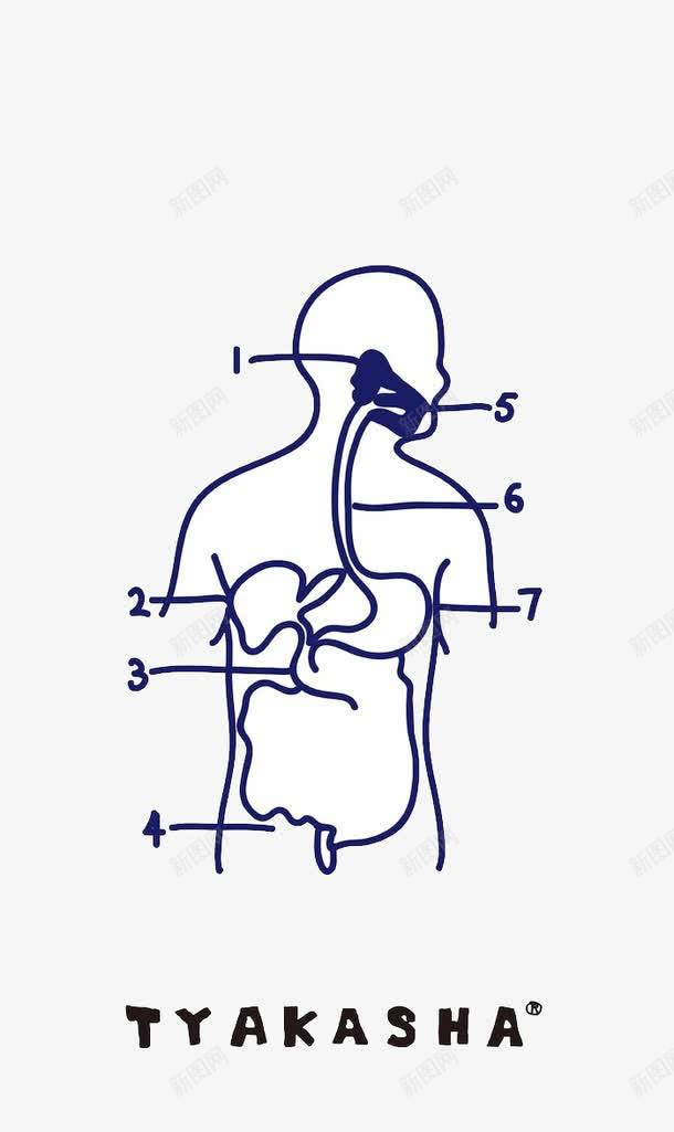 手绘人体内脏解析图png免抠素材_88icon https://88icon.com 人体 内部 手绘