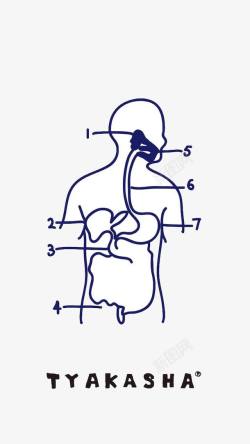 手绘人体内脏解析图素材
