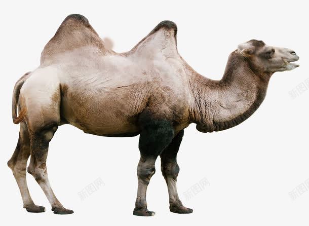 一带一路骆驼png免抠素材_88icon https://88icon.com 一带一路 丝绸之路 交通 骆驼 骆驼科生物