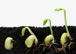 秋季发芽过程绿豆微古植物特写后萌发过程高清图片