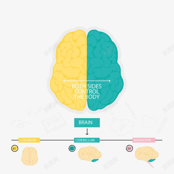 左右大脑png免抠素材_88icon https://88icon.com 剖面 数据 结构 脑子