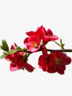 漂亮垂丝海棠红色海棠花高清图片
