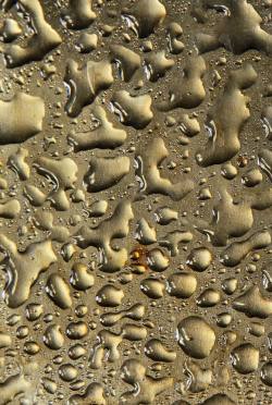 金色南洋珠许多水珠背景特写高清图片