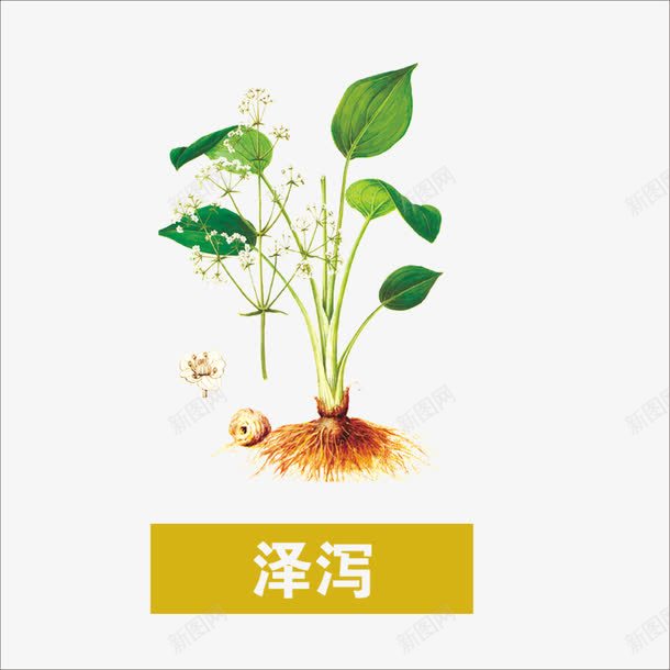 泽泻png免抠素材_88icon https://88icon.com 中药 本草纲目 草药 药材