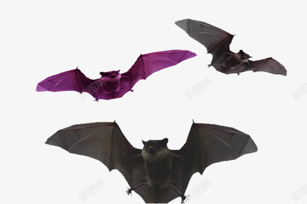 实物暗夜阴森蝙蝠psd免抠素材_88icon https://88icon.com 动物 吸血蝙蝠 实物 暗夜 灰色 蝙蝠 阴森 黑色