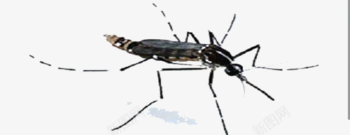 蚊虫样本png免抠素材_88icon https://88icon.com 样本 经典 网页设计 蚊虫 装饰图