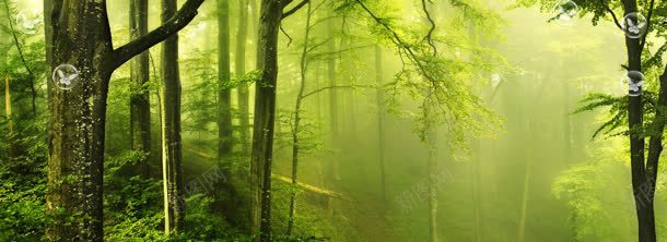 绿色迷雾森林壁纸背景