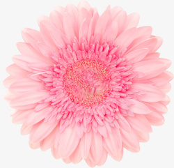 粉色单朵大花素材