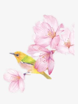 彩铅手绘粉色海棠花素材