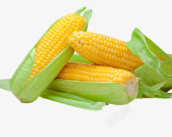 实物一堆熟玉米素材