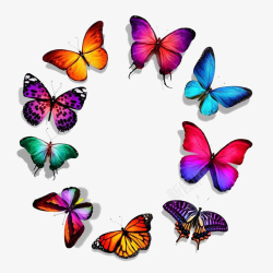 蝴蝶系列围成一圈的美丽蝴蝶素材