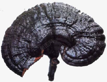 一个灵芝png免抠素材_88icon https://88icon.com 中药养生 保健品 灵芝图片 黑灵芝