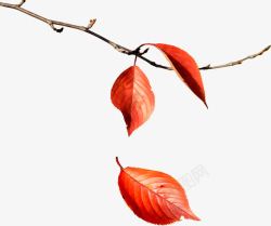 红色树叶落叶素材