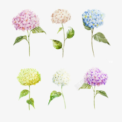 六种颜色手绘绣球花矢量图高清图片