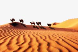 沙漠骆驼队素材