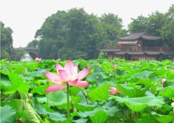 曲院风荷景区素材