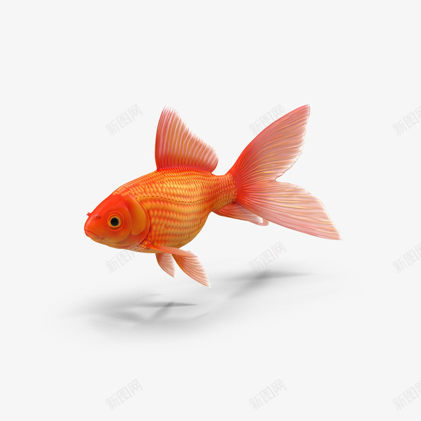 一条黄色金鱼psd免抠素材_88icon https://88icon.com 宠物 微微发亮的小鱼 橙色金鱼 海洋生物 金鱼 鱼