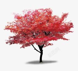 北美枫叶树红色枫树高清图片