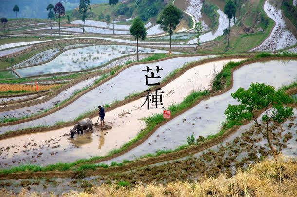 芒种节气式承接页jpg设计背景_88icon https://88icon.com 承接 节气 芒种