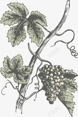 一款水墨葡萄树手绘葡萄树枝叶子果实高清图片