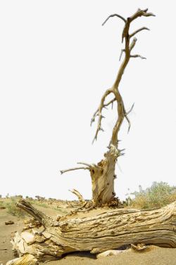 沙漠枯树枝素材