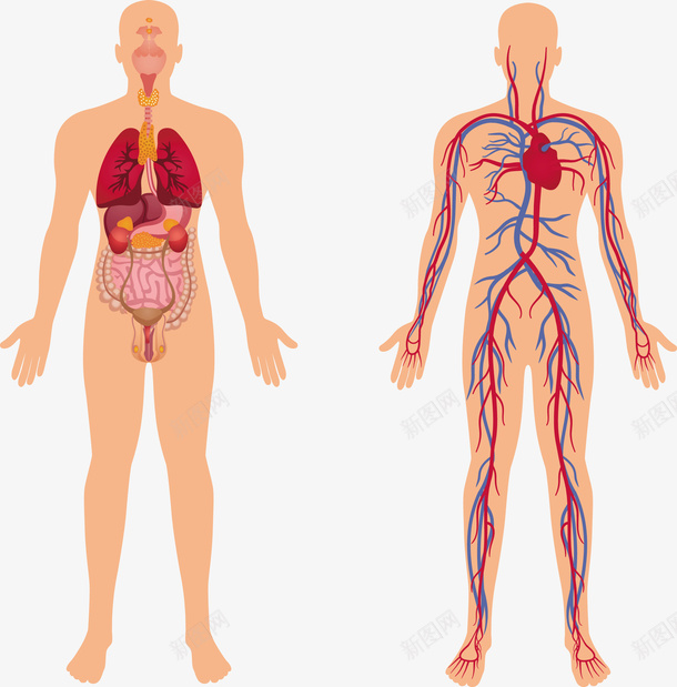 人体血管解剖矢量图eps免抠素材_88icon https://88icon.com 医疗 医疗模型 模型 模型PNG 矢量模型 解剖 矢量图