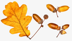 金黄色带叶子的橡树的果实素材
