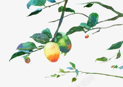 水彩手绘插图树枝叶与果实素材