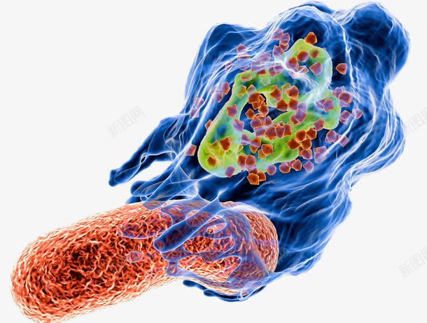 免疫吞噬细胞png免抠素材_88icon https://88icon.com 免疫 吞噬细胞 抗体 病毒