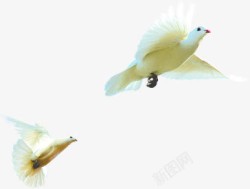 白色飞翔的鸽子中秋国庆素材