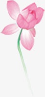 花径粉色绽放荷花花径高清图片