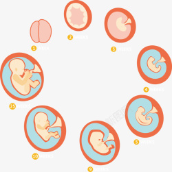 胎儿成长过程矢量图素材