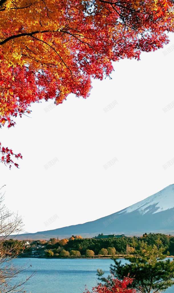 富士山下的秋天png免抠素材_88icon https://88icon.com 富士山 树 秋季