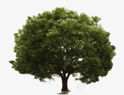 一颗枝繁叶茂的绿色大树大图素材