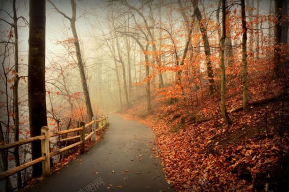 秋日落叶小路树林背景