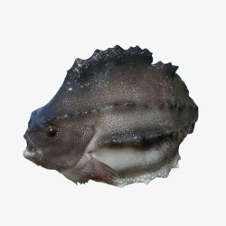 深海石斑鱼冰岛石斑鱼高清图片