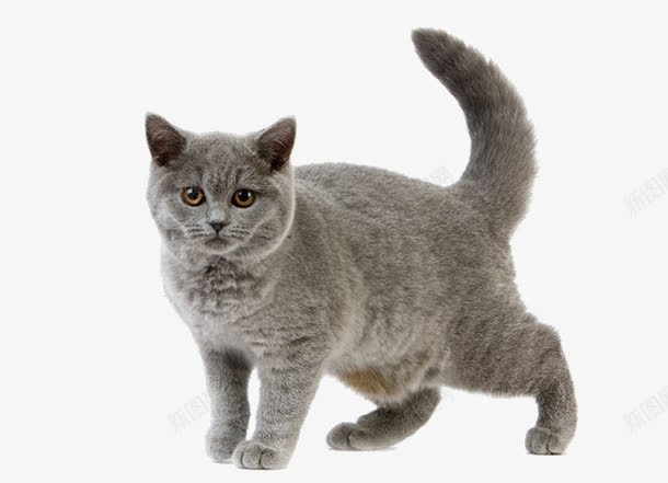 一只可爱猫咪png免抠素材_88icon https://88icon.com 家猫 灰猫 猫咪 猫咪摇尾巴