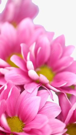 粉色鲜花背景素材