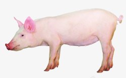 卷尾巴竖起耳朵的猪高清图片
