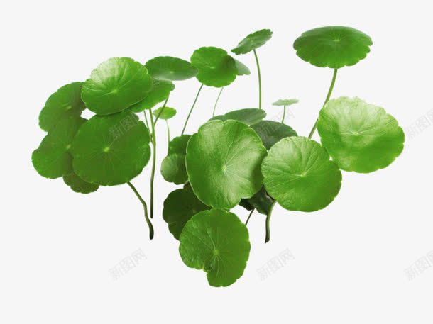 绿色植物小清新莲叶png免抠素材_88icon https://88icon.com 清新 绿色植物 莲叶